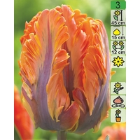 Семена цветов Holland Bulb Market Тюльпан Orange Rococo (2 шт)