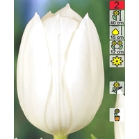 Семена цветов Holland Bulb Market Тюльпан Royal Virgin (2 шт)