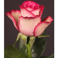 Цветы, букеты Цветы поштучно Роза Карусель (Carousel) 70 см