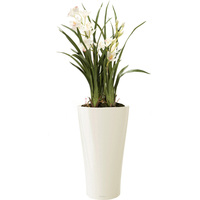 Комнатное растение Lechuza Орхидея Цимбидиум + Delta 30