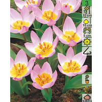 Семена цветов Holland Bulb Market Тюльпан Lilac Wonder (2 шт)