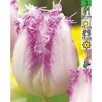 Семена цветов Holland Bulb Market Тюльпан Aria Card (2 шт)