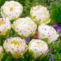 Семена цветов Holland Bulb Market Тюльпан Дэнс Лайн (3 шт)