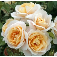 Kordes Роза Lions-Rose (Лайонс Роуз)