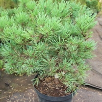  Интивиторг Сосна обыкновенная Longmoor (Pinus sylvestris) С3