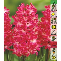 Семена цветов Holland Bulb Market Гиaцинт Red Magic (1 шт)