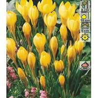 Семена цветов Holland Bulb Market Крокус Dorothy (4 шт)