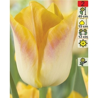 Семена цветов Holland Bulb Market Тюльпан Golden Dynasty (2 шт)