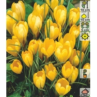 Семена цветов Holland Bulb Market Крокус Yellow Mammouth (3 шт)