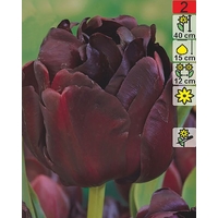 Семена цветов Holland Bulb Market Тюльпан Black Hero (2 шт)