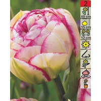 Семена цветов Holland Bulb Market Тюльпан Double Touch (2 шт)