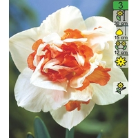 Семена цветов Holland Bulb Market Нарцисс Replete (2 шт)