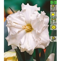 Семена цветов Holland Bulb Market Нарцисс Colblanc (2 шт)
