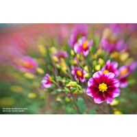 Объектив Lensbaby Muse with Double Glass Optic для Sony A