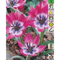 Семена цветов Holland Bulb Market Тюльпан Little Beauty (2 шт)