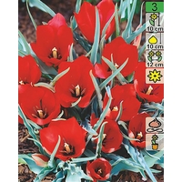 Семена цветов Holland Bulb Market Тюльпан Red Hunter (2 шт)