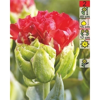 Семена цветов Holland Bulb Market Тюльпан Double Crosby (2 шт)