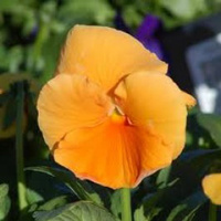 Семена цветов Torseed Анютины глазки оранжевые 0.5 г