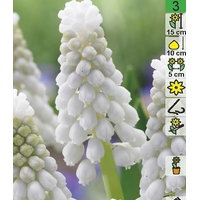 Семена цветов Holland Bulb Market Mycкapи Botryoides Album (4 шт)