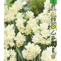 Семена цветов Holland Bulb Market Нарцисс Erlicheer (2 шт)