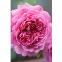  David Austin Roses Роза английская Принцесса Александра Кентская