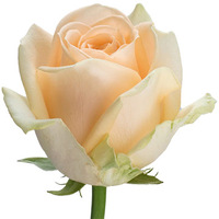 Цветы, букеты Цветы поштучно Роза Peach Avalanche 50 см