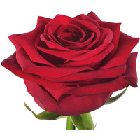 Цветы, букеты Цветы поштучно Роза Ред Наоми (Red Naomi) 60 см