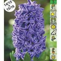 Семена цветов Holland Bulb Market Гиaцинт Blue Jacket (1 шт)