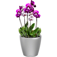Комнатное растение Lechuza Орхидея Фаленопсис + Classico LS 21