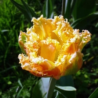 Семена цветов Holland Bulb Market Тюльпан Эсприт (2 шт)