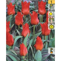 Семена цветов Holland Bulb Market Тюльпан Red Riding Hood (2 шт)