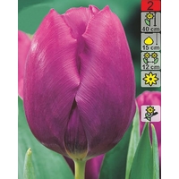 Семена цветов Holland Bulb Market Тюльпан Purple Prince (2 шт)