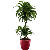 Комнатное растение Lechuza Драцена Дорадо + Classico LS 35