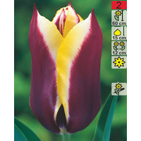 Семена цветов Holland Bulb Market Тюльпан Gavota (2 шт)