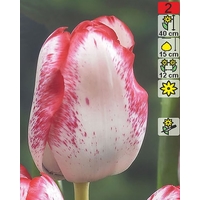 Семена цветов Holland Bulb Market Тюльпан Denise (2 шт)