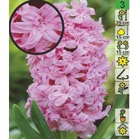 Семена цветов Holland Bulb Market Гиaцинт Rosette (1 шт)