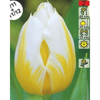 Семена цветов Holland Bulb Market Тюльпан Flaming Coquette (2 шт)