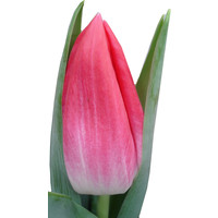 Цветы, букеты Цветы поштучно Тюльпан Балроял Пинк (Bolroyal Pink)