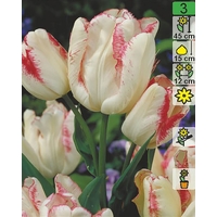 Семена цветов Holland Bulb Market Тюльпан Toucan (2 шт)
