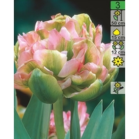 Семена цветов Holland Bulb Market Тюльпан Double Viri (2 шт)