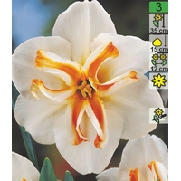 Семена цветов Holland Bulb Market Нарцисс Delta (2 шт)
