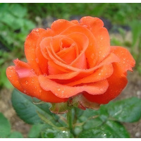 Красный клен Роза чайно-гибридная Rotary (80-110 см)