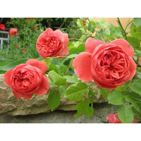  David Austin Roses Роза английская Саммер Сонг