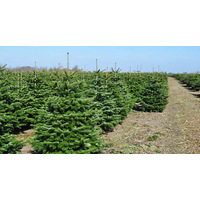 Пихта Nordictrees Пихта Нордмана Premium Extra 1.75 - 2 м