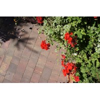 Тротуарная плитка Superbet Ideal Feeria Color Атена (роза)