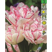 Семена цветов Holland Bulb Market Тюльпан Belicia (2 шт)