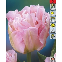 Семена цветов Holland Bulb Market Тюльпан Angelique (2 шт)