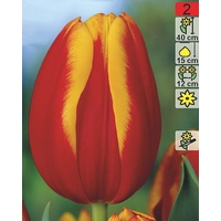 Семена цветов Holland Bulb Market Тюльпан Andre Citroen (2 шт)