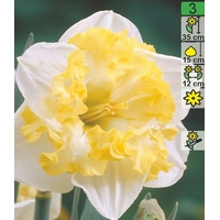 Семена цветов Holland Bulb Market Нарцисс Printal (2 шт)