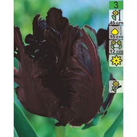 Семена цветов Holland Bulb Market Тюльпан Black Parrot (2 шт)